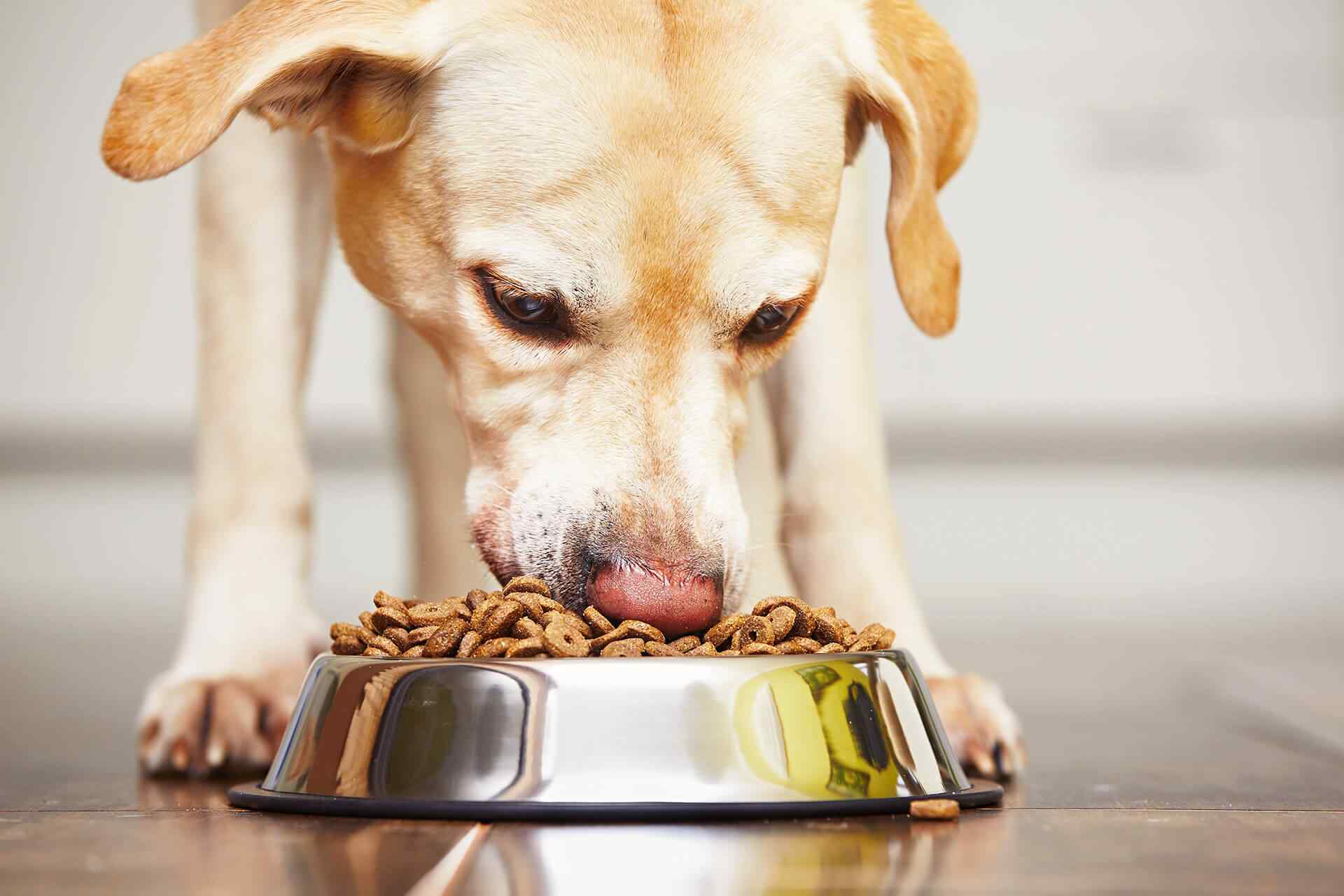 comment bien nourrir son chien